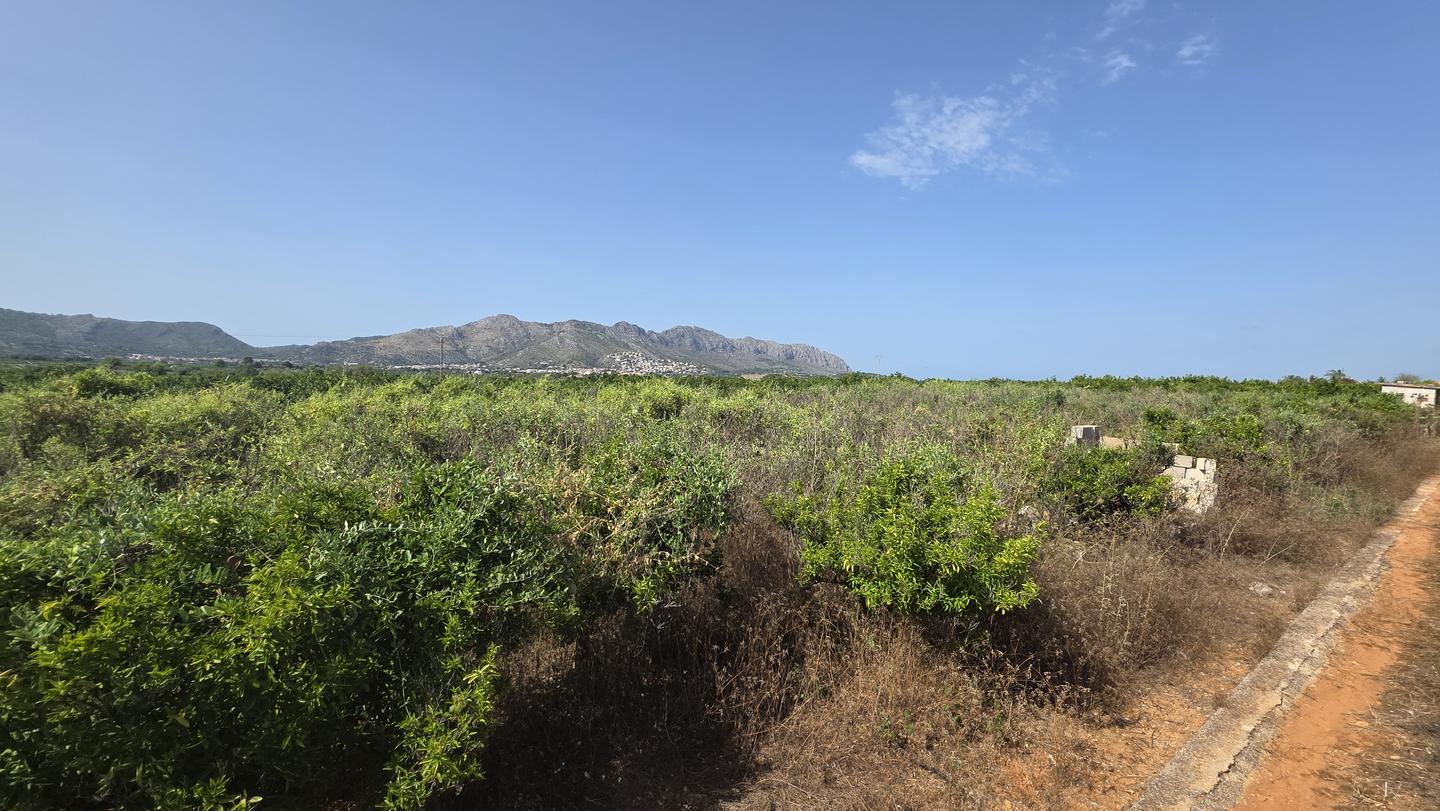 Rustic Plots Among the Orange Groves of Benidoleig