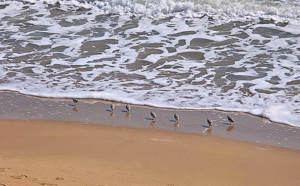 Hasta las gaviotas quieren estar en Guardamar