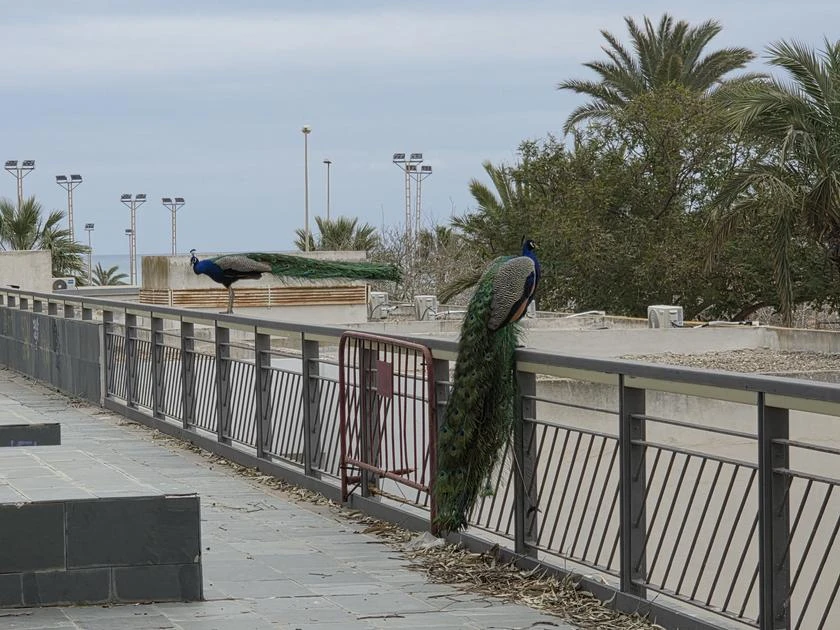 Visitantes inesperados campando a sus anchas por Guardamar.
