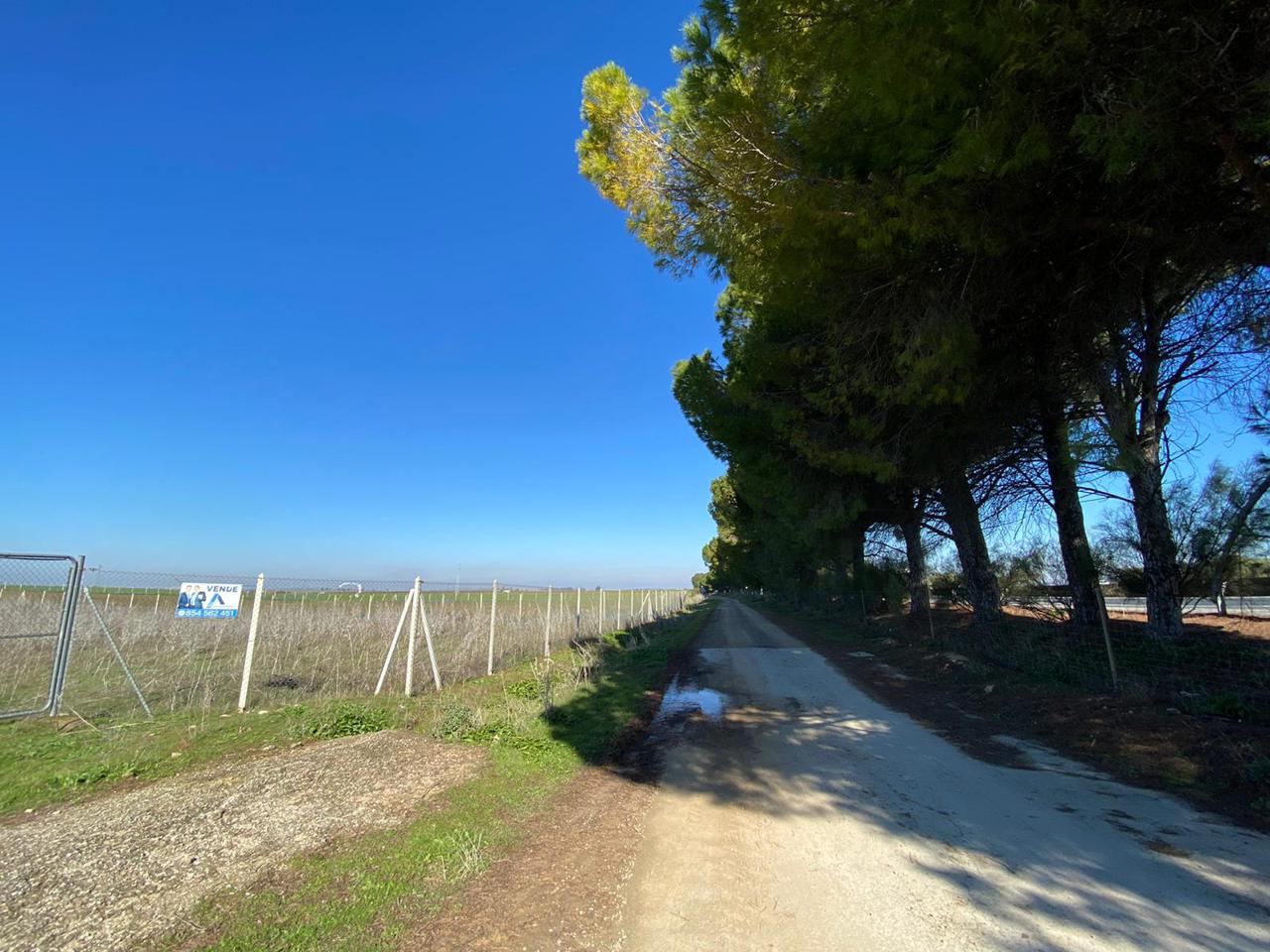 Land in El Cuervo de Sevilla, Sevilla of 5000 m2