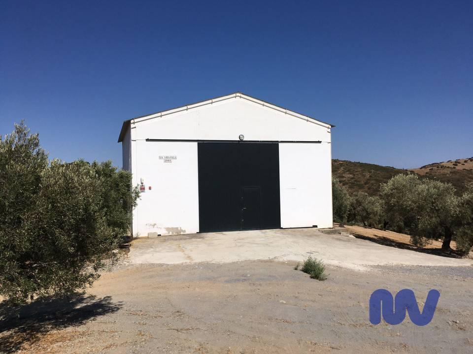 Preciosa finca rústica de olivos en producción con nave de 100m2  y pozo propio